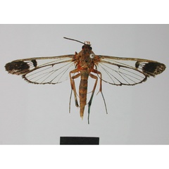 /filer/webapps/moths/media/images/O/opalimargo_Tipulamima_HT_MNHN.jpg
