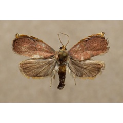 /filer/webapps/moths/media/images/C/chromatapsis_Mesotes_A_Butler.jpg
