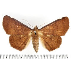 /filer/webapps/moths/media/images/U/ustata_Macellopis_AF_BMNH.jpg