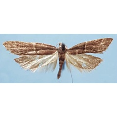 /filer/webapps/moths/media/images/L/lecithocerella_Torodora_AM_MNHN.jpg