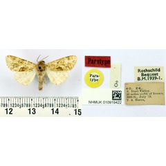 /filer/webapps/moths/media/images/M/mariae_Nyodes_PT_BMNH.jpg