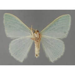 /filer/webapps/moths/media/images/S/shoa_Prasinocyma_PT_ZSM_02.jpg