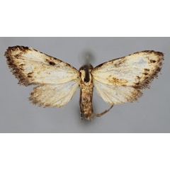 /filer/webapps/moths/media/images/D/dilutalis_Meganola_PT_BMNH.jpg
