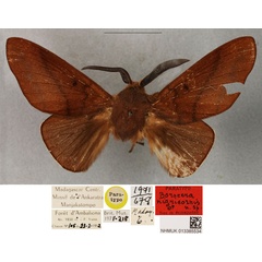 /filer/webapps/moths/media/images/N/nigricornis_Borocera_PTM_BMNH.jpg