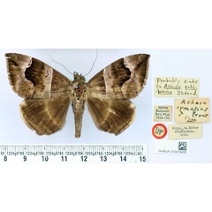 /filer/webapps/moths/media/images/C/cymatias_Achaea_HT_BMNH.jpg