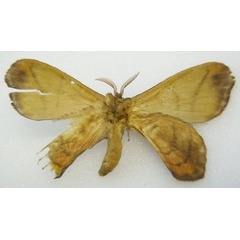 /filer/webapps/moths/media/images/B/bipartita_Camerunia_HT_NHMUKb.jpg