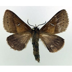 /filer/webapps/moths/media/images/A/albolunatus_Eupagopteryx_AF_Basquin.jpg