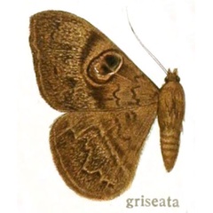 /filer/webapps/moths/media/images/G/griseata_Cyligramma_HT_MfN.jpg