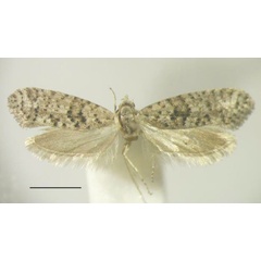 /filer/webapps/moths/media/images/A/aarviki_Homadaula_HT_BMNH.jpg