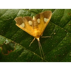/filer/webapps/moths/media/images/F/flavicepsalis_Ulopeza_A_Hancock.JPG
