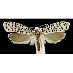 /filer/webapps/moths/media/images/P/pseudostrigillatus_Yponomeuta_PT_RMCA.jpg