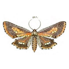 /filer/webapps/moths/media/images/P/poecilaria_Geometra_STF_HS-193.jpg