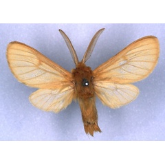 /filer/webapps/moths/media/images/F/fulvia_Metarctia_ST_BMNH_01.jpg