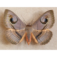 /filer/webapps/moths/media/images/G/glaucescens_Spirama_A_Butler.jpg