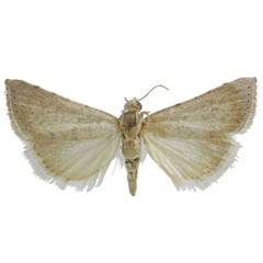 /filer/webapps/moths/media/images/A/abyssinica_Ptychopseustis_HT_BMNH.jpg