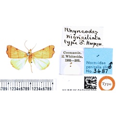 /filer/webapps/moths/media/images/N/nigriciliata_Paralephana_HT_BMNH.jpg