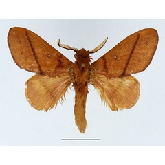 /filer/webapps/moths/media/images/V/vulpicolor_Phoenicladocera_AM_Basquin_02.jpg
