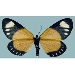 /filer/webapps/moths/media/images/N/natalensis_Aletis_AF_ZSM.jpg