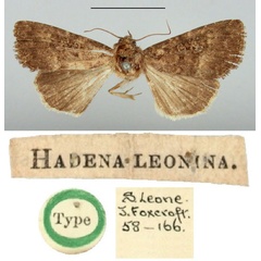 /filer/webapps/moths/media/images/L/leonina_Hadena_HT_BMNH.jpg