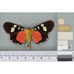 /filer/webapps/moths/media/images/D/divisa_Rothia_HT_BMNHb.jpg