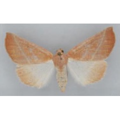 /filer/webapps/moths/media/images/E/exalbescens_Terpnostola_PT_TMSA.jpg