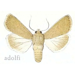 /filer/webapps/moths/media/images/A/adolfi_Agrotis_ST_Seitz_7a.jpg