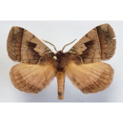 /filer/webapps/moths/media/images/A/angulata_Poloma_AM_Stroehle.jpg
