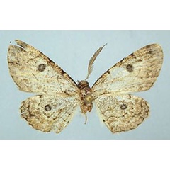 /filer/webapps/moths/media/images/B/balensis_Orbamia_HT_ZSM.jpg