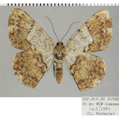 /filer/webapps/moths/media/images/B/bicolor_Dorsifulcrum_AF_ZSM.jpg