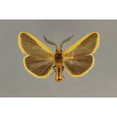 /filer/webapps/moths/media/images/L/latimarginalis_Amsacta_HT_BMNH.jpg