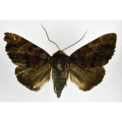 /filer/webapps/moths/media/images/M/melanis_Pseudoarcte_A_NHMO.jpg