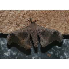 /filer/webapps/moths/media/images/N/nubifera_Micragone_A_Jorpeland.jpg