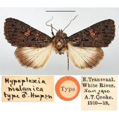 /filer/webapps/moths/media/images/M/melanica_Hypoplexia_HT_BMNH.jpg