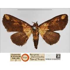 /filer/webapps/moths/media/images/F/flavibasalis_Cerynea_HT_BMNH.jpg