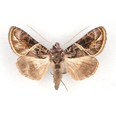 /filer/webapps/moths/media/images/E/euchroa_Ctenoplusia_AF_RMCA.jpg