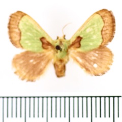 /filer/webapps/moths/media/images/A/ananii_Parasa_AF_BMNH.jpg