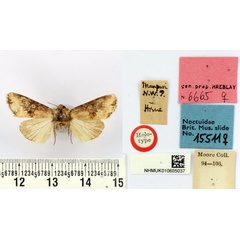 /filer/webapps/moths/media/images/L/latifasciata_Apamea_HT_BMNH.jpg