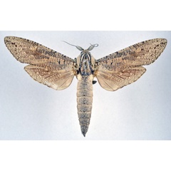/filer/webapps/moths/media/images/C/capensis_Strigocossus_AM_NHMO.jpg