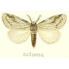 /filer/webapps/moths/media/images/A/actuosa_Laelia_STM_Hering_21e.jpg