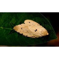 /filer/webapps/moths/media/images/S/sublutea_Eyralpenus_A_King.jpg