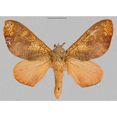/filer/webapps/moths/media/images/D/discocellularis_Ptyssophlebia_AF_RMCA.jpg