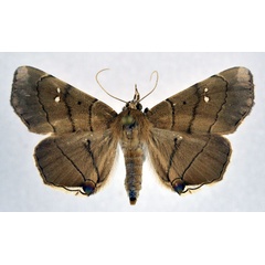 /filer/webapps/moths/media/images/N/nysa_Gracilodes_AF_NHMO.jpg