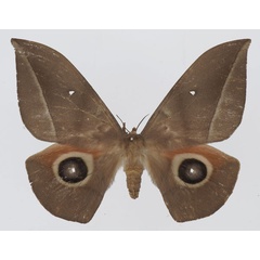 /filer/webapps/moths/media/images/S/sorangei_Lobobunaea_AF_Basquina.jpg