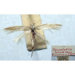 /filer/webapps/moths/media/images/T/tenuis_Neopatetris_HT_TMSA.jpg