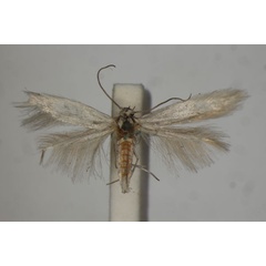 /filer/webapps/moths/media/images/T/tephroleuca_Pilotocoma_ST_BMNH.jpg