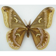 /filer/webapps/moths/media/images/M/marginimacula_Epiphora_HT_NHMUKb.jpg