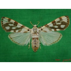 /filer/webapps/moths/media/images/P/pardalis_Obtusipalpis_A_Alberta_01.jpg