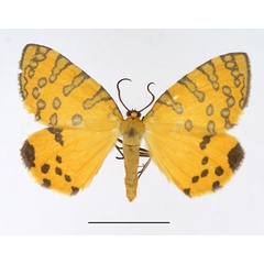 /filer/webapps/moths/media/images/P/pantheraria_Veniolides_AM_TMSA.jpg