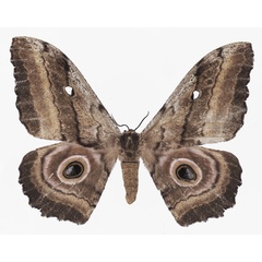 /filer/webapps/moths/media/images/F/festa_Gynanisa_AM_Basquin.jpg