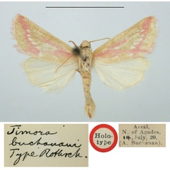 /filer/webapps/moths/media/images/B/buchanani_Timora_HT_BMNH.jpg